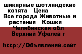 шикарные шотландские котята › Цена ­ 15 000 - Все города Животные и растения » Кошки   . Челябинская обл.,Верхний Уфалей г.